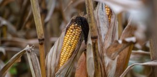 Is America on the cusp of a farm crisis?